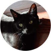 thrive-cat-day-photos-emma