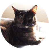 thrive-cat-day-photos-leah