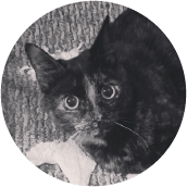 thrive-cat-day-photos-marvel