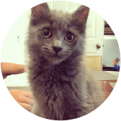 thrive-cat-day-photos-mattie