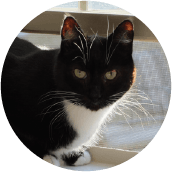 thrive-cat-day-photos-max