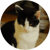 thrive-cat-day-photos-suki