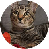 thrive-cat-day-photos-tiberius