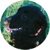 thrive-dog-day-photos-ace