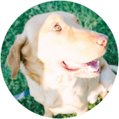 thrive-dog-day-photos-duke