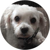 thrive-dog-day-photos-freddy