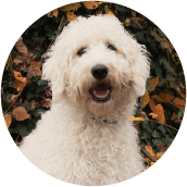 thrive-dog-day-photos-phoebe