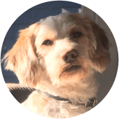 thrive-dog-day-photos-toby