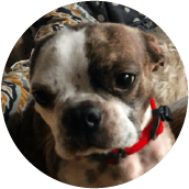 thrive-dog-day-photos-walter